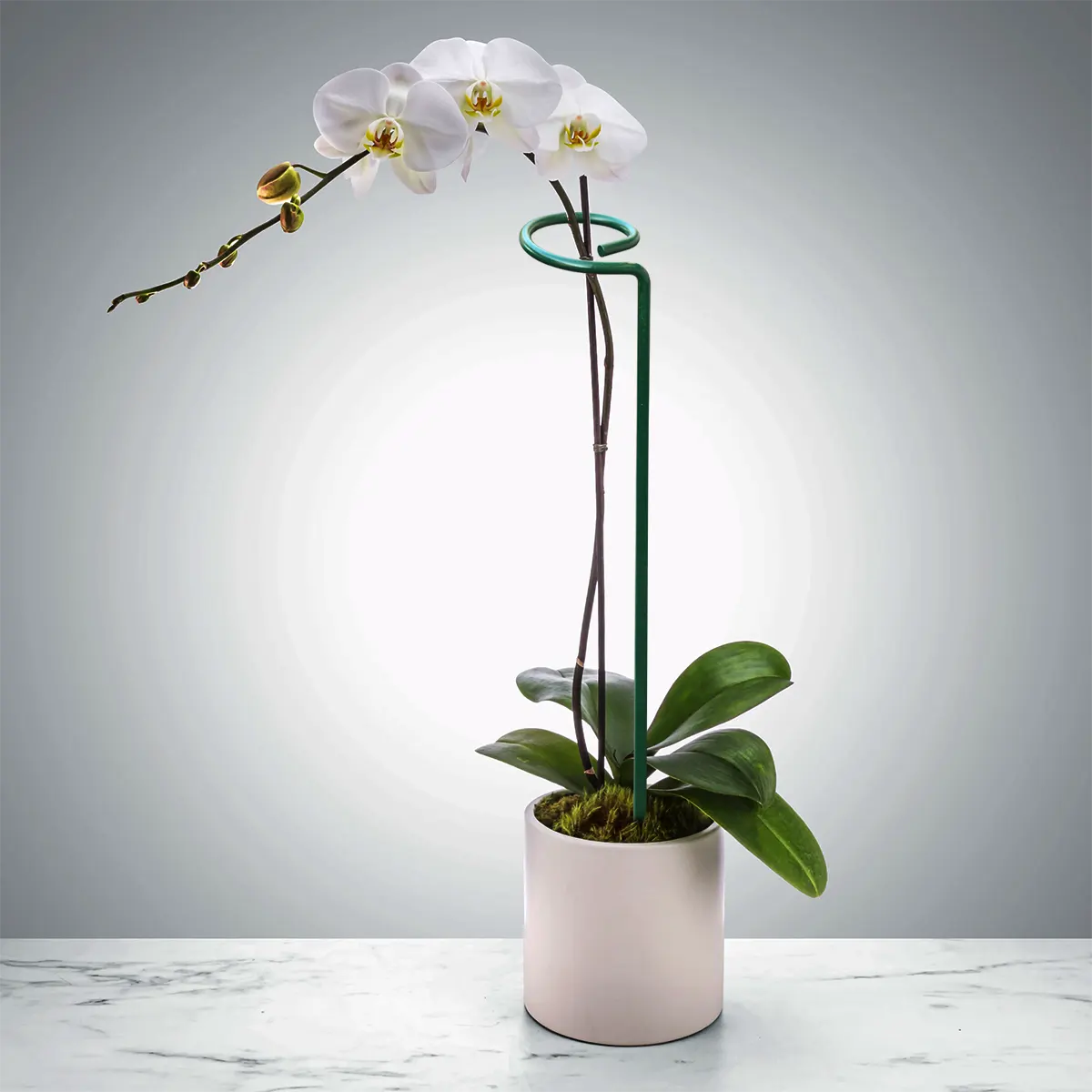 EverGro Plant Holders – Strong & Long-Lasting Support for Healthy Growth
