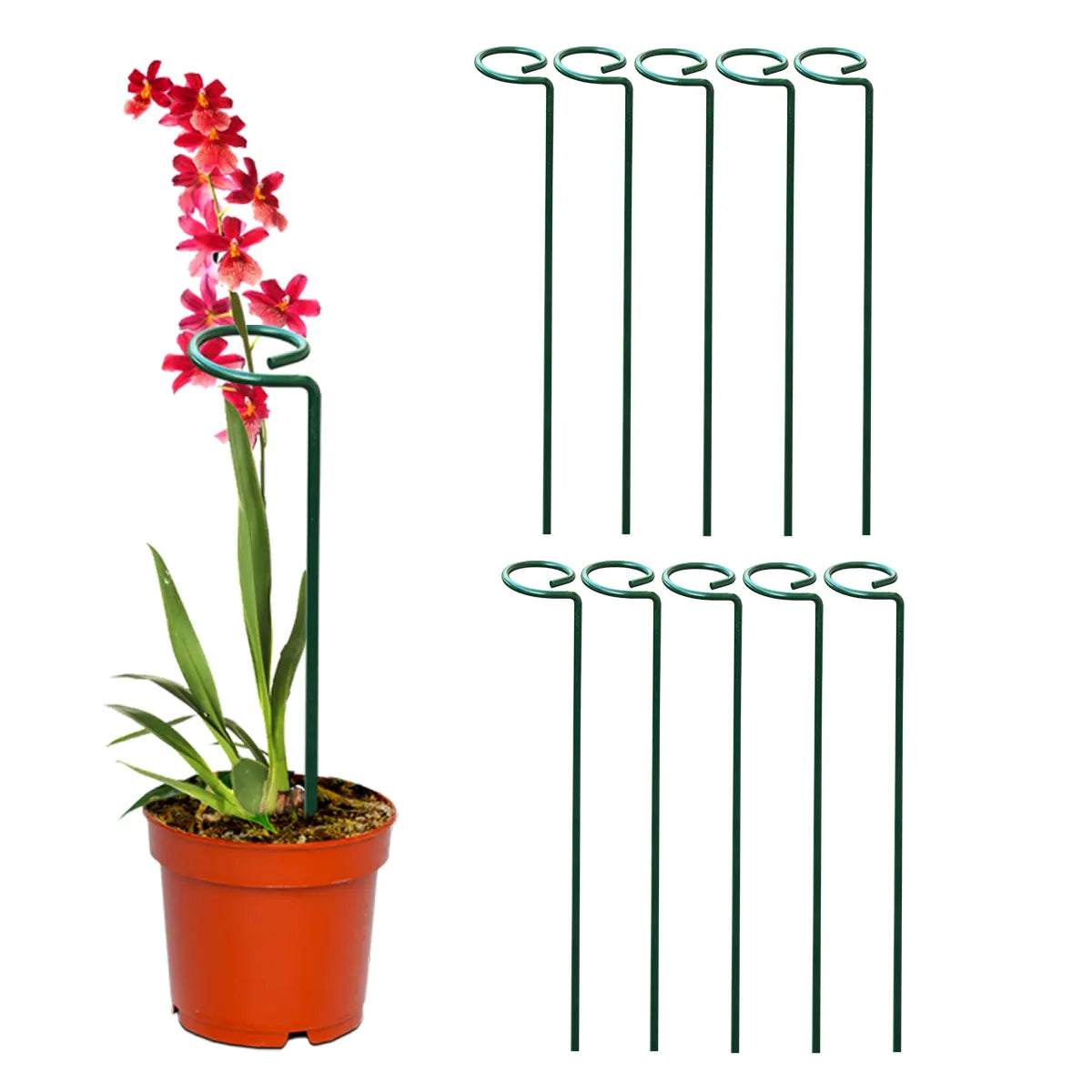 EverGro Plant Holders – Strong & Long-Lasting Support for Healthy Growth