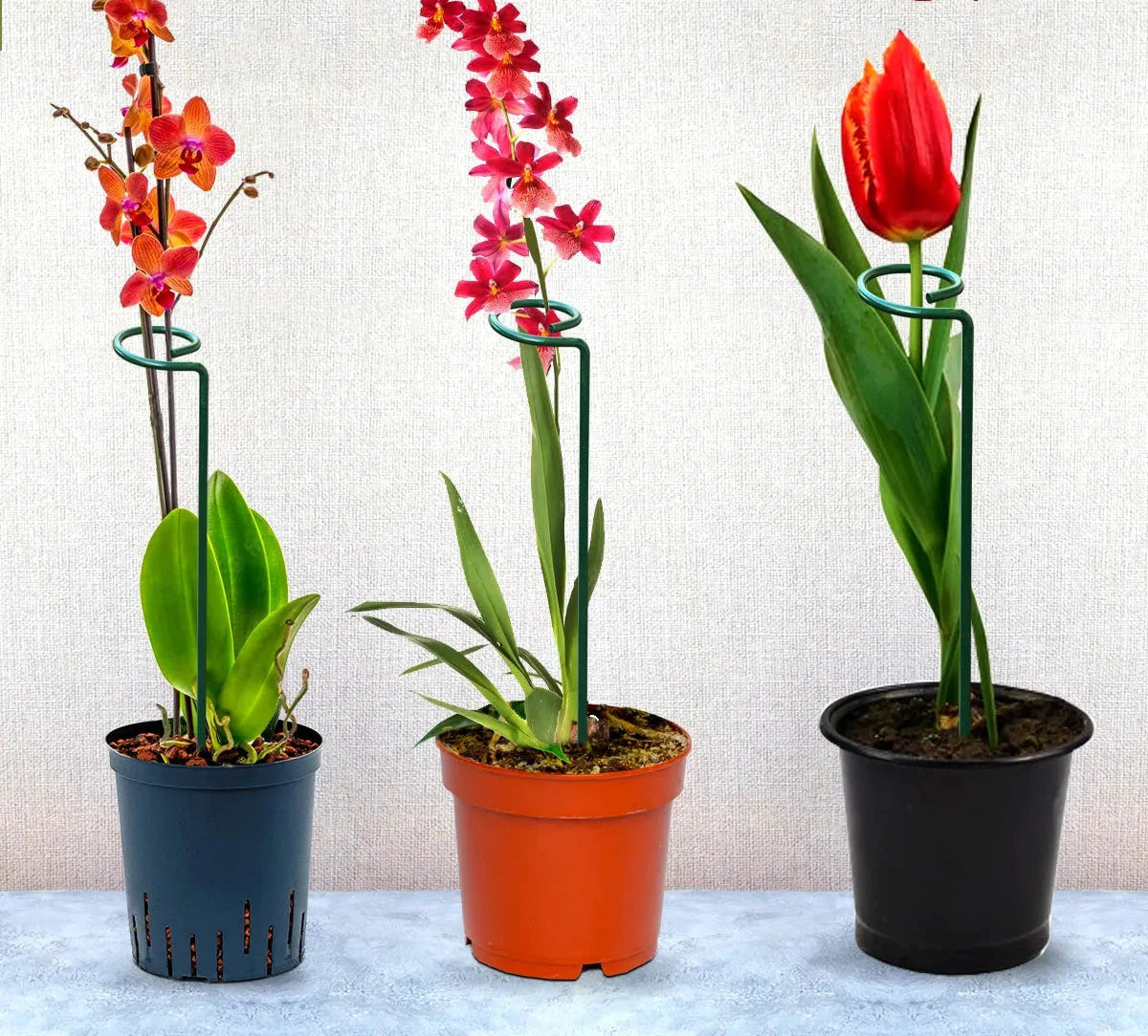 EverGro Plant Holders – Strong & Long-Lasting Support for Healthy Growth