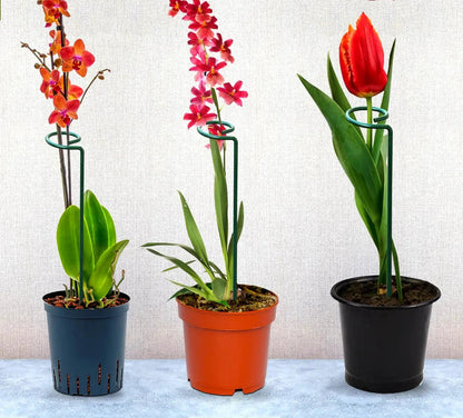 EverGro Plant Holders – Strong & Long-Lasting Support for Healthy Growth