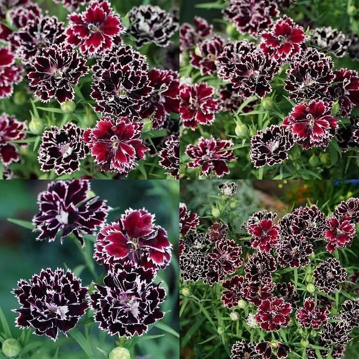 🌸 Dianthus Flower Seeds – Bright, Fragrant Blooms for Your Garden (Free Pot Mixture 100 gm)