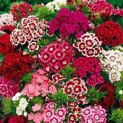 🌸 Dianthus Flower Seeds – Bright, Fragrant Blooms for Your Garden (Free Pot Mixture 100 gm)
