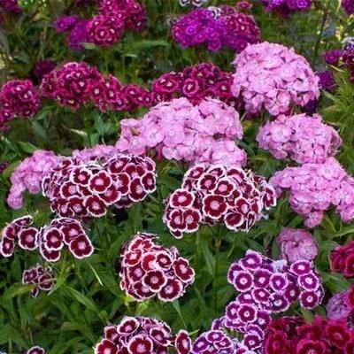 🌸 Dianthus Flower Seeds – Bright, Fragrant Blooms for Your Garden (Free Pot Mixture 100 gm)