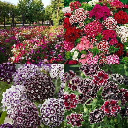 🌸 Dianthus Flower Seeds – Bright, Fragrant Blooms for Your Garden (Free Pot Mixture 100 gm)