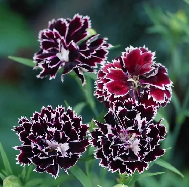 🌸 Dianthus Flower Seeds – Bright, Fragrant Blooms for Your Garden (Free Pot Mixture 100 gm)