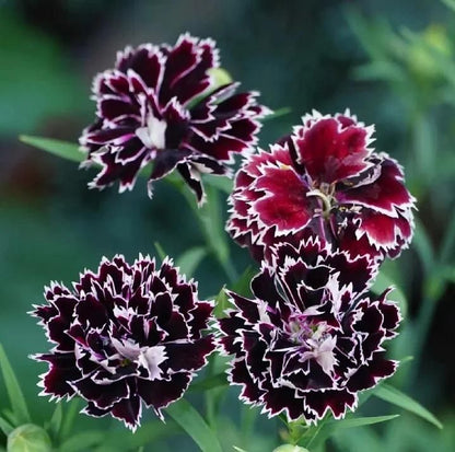 🌸 Dianthus Flower Seeds – Bright, Fragrant Blooms for Your Garden (Free Pot Mixture 100 gm)