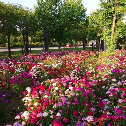 🌸 Dianthus Flower Seeds – Bright, Fragrant Blooms for Your Garden (Free Pot Mixture 100 gm)