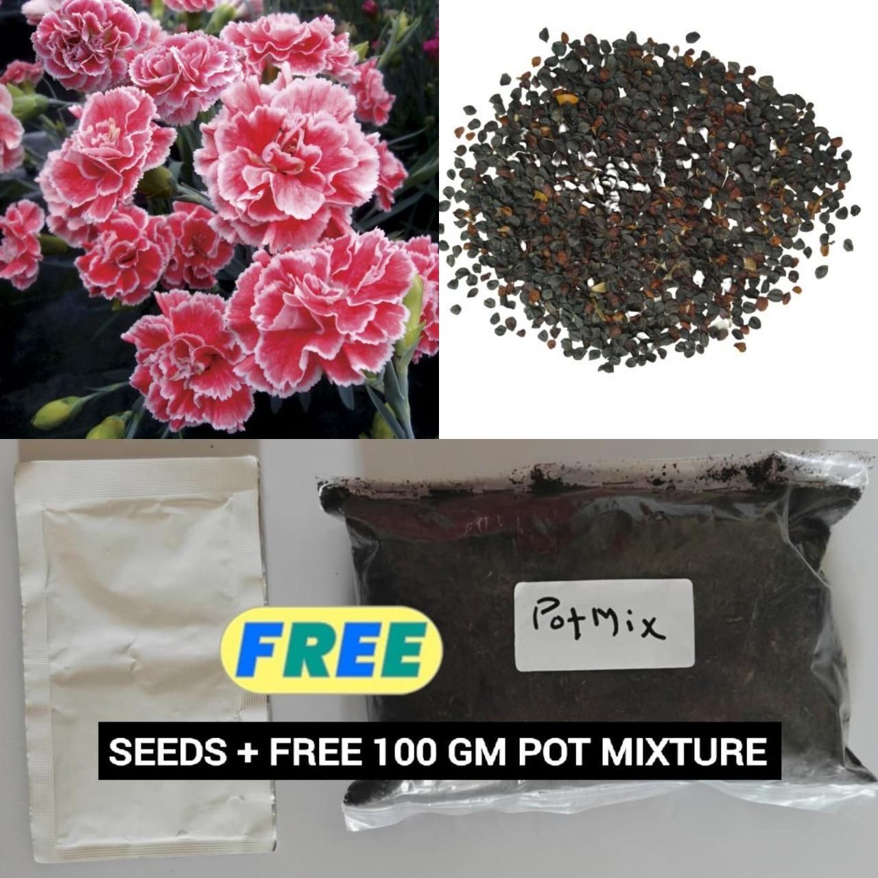 🌸 Dianthus Flower Seeds – Bright, Fragrant Blooms for Your Garden (Free Pot Mixture 100 gm)