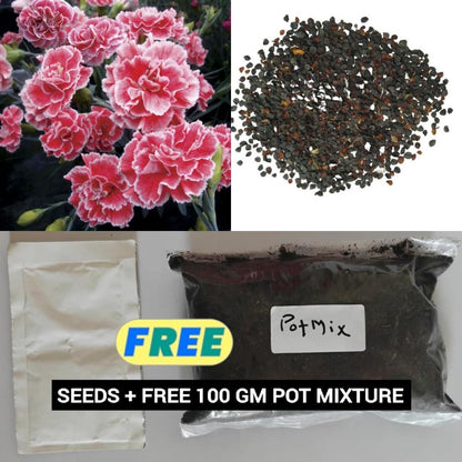 🌸 Dianthus Flower Seeds – Bright, Fragrant Blooms for Your Garden (Free Pot Mixture 100 gm)