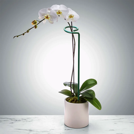 EverGro Plant Holders – Strong & Long-Lasting Support for Healthy Growth